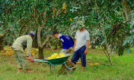 Lũ rút, người dân Hà Tĩnh vội vàng thu hoạch bưởi đặc sản