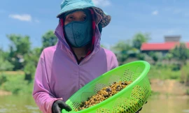 Ngâm mình hàng giờ cào hến trên sông Ngàn Phố