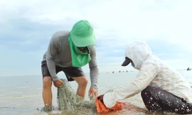 Ngư dân dầm mình giữa biển hàng giờ thu hoạch 'lộc trời'