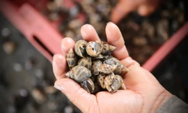 Nông dân Hà Tĩnh lao đao vì ốc hương rớt giá thê thảm