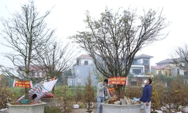 Những gốc mai “khủng” xuống phố, giá trăm triệu đồng