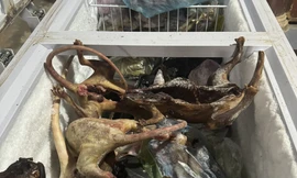 Khởi tố 3 đối tượng mua bán rắn hổ chúa, gấu chó