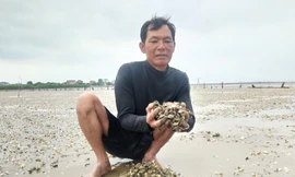 Hà Tĩnh: Người dân lo thiệt hại tiền tỷ vì ngao bất ngờ chết trắng bãi