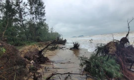 Biển xâm thực, nguy cơ 'nuốt chửng' rừng phòng hộ ở Hà Tĩnh