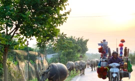 Trâu bò nghênh ngang trên quốc lộ 15A