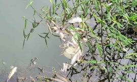 Làm rõ nguyên nhân cá chết hàng loạt ở suối Khe Ác