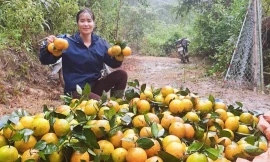 Thủ phủ cam Hà Tĩnh vào vụ thu hoạch, nông dân 'đếm quả tính tiền'