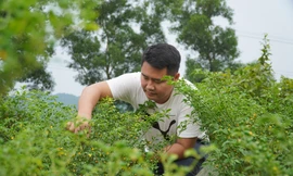 Cải tạo đồi keo trồng giống ớt đắt nhất thế giới đem lại thu nhập trăm triệu