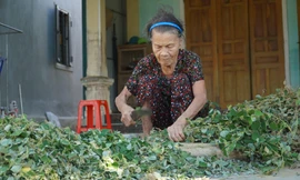 Trồng cây dược liệu giúp người nông dân phát triển làm giàu