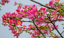 Loài hoa hiếm có khó tìm ở Hà Tĩnh