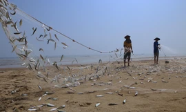 Đã mắt xem ngư dân Hà Tĩnh gỡ hàng tấn cá trích mắc lưới, trúng đậm tiền triệu