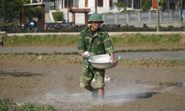 Mùng 5 Tết, nông dân Hà Tĩnh xuống đồng gieo mạ lấy may