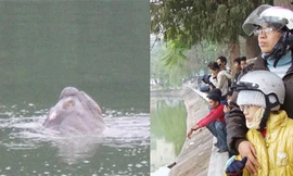 Vết thương trên lưng cụ rùa có thể do ống nước gây nên (ảnh trái) Người bốn phương xem cụ rùa nổi ở Hồ Gươm (ảnh phải)	Ảnh: Hà Hồng