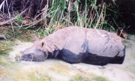 Những bức ảnh hiếm của con tê giác cuối cùng ở Việt Nam