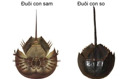 Ăn nhầm loài hải sản chứa chất kịch độc, người đàn ông liệt toàn thân nguy kịch