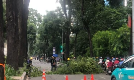 Cắt tỉa cây xanh gây tắc đường, đơn vị thi công nói gì?