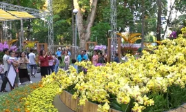 Nhiều loại lan quý hiếm quy tụ về Festival Hoa lan TPHCM