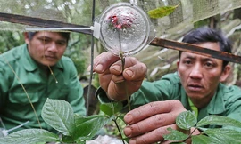 Những loại sâm và dược liệu quý toàn cầu sẽ quy tụ về lễ hội tại TPHCM