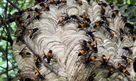 Bị bầy ong tấn công 70 mũi, bé trai nguy kịch tính mạng