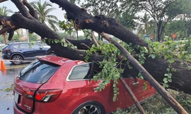 TPHCM: Siêu âm để 'bắt bệnh'cho cây xanh đô thị