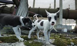 Hàng trăm con chó vẫn sống trong và xung quanh nhà máy điện hạt nhân Chernobyl bỏ hoang. (Ảnh: Getty)