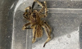 Nhện chuối là một trong những loài nhện độc nhất thế giới. (Ảnh: Daily Mail)