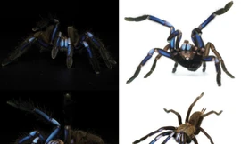 Những con nhện tarantula có màu xanh như tia lửa điện ở miền nam Thái Lan. (Ảnh: CBS News)