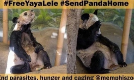 Hình ảnh tiều tuỵ của gấu trúc Ya Ya khiến dư luận Trung Quốc nổi giận và đòi đưa về nước
