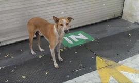 Hàng ngàn con chó sống lang thang khắp thủ đô New Delhi của Ấn Độ. (Ảnh: NDTV)