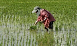 Một nông dân ở tỉnh Nakhon Sawan của Thái Lan. (Ảnh: Getty)