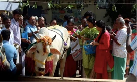 Bò là con vật linh thiêng trong Ấn Độ giáo