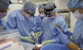 Ca phẫu thuật thay thận lợn sang người tại New York kết thúc ngày 13/9. (Ảnh: AP)