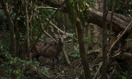 Bức ảnh ghi lại khoảnh khắc chú khỉ nằm dài trên lưng hươu trên một hòn đảo phía nam Nhật Bản