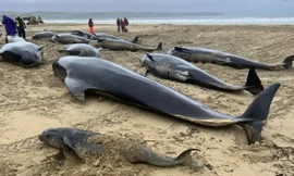 Những con cá voi hoa tiêu nằm ngổn ngang trên bãi biển Scotland. (Ảnh: BDMLR)