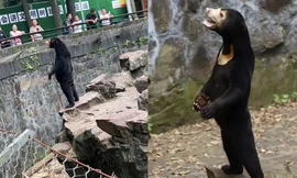 Bức ảnh gấu chó đứng thẳng như người khiến dân mạng Trung Quốc xôn xao