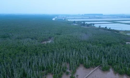 Lợi ích của rừng ngập mặn đối với người dân ven biển Nam Định