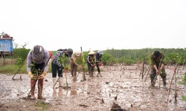 Trồng 2.000 cây bảo vệ rừng ngập mặn tại Nam Định