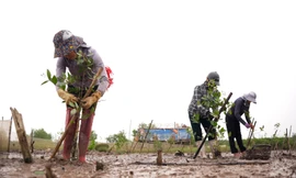 Trồng 2.000 cây phủ xanh rừng ngập mặn tại Nam Định