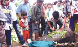 Lễ đâm trâu ở Măng Tông do gia đình Hê tổ chức đầu năm nay Ảnh: Nguyễn Thành