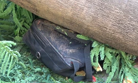 Hiện trường cây phượng cổ thụ trong trường học đổ đè học sinh tử vong