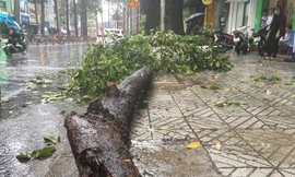 Nhánh cây rơi xuống đường đề bị thương người dân.