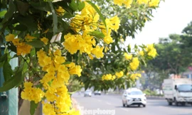 Hoa huỳnh liên nở vàng rực đường phố Sài Gòn ngày giáp Tết