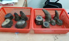 Hơn 6kg sừng tê giác được giấu trong hành lý cá nhân bị phát hiện.