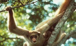 Bắn chết vợ vì nhầm là khỉ