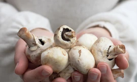 Các nhà khoa học phát hiện ra rằng, ăn nấm nấu chín có thể giảm 50% nguy cơ suy giảm trí nhớ.