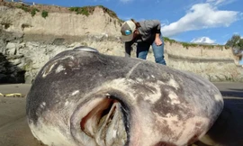 Con cá khồng lồ mắc cạn