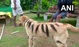 Bằng việc kẻ thêm những sọc đen lên người chó nên lũ khỉ phá hoại mùa mạng sợ hãi bỏ chạy.