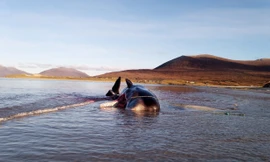 Núi rác khổng lồ trong bụng con cá chết phơi xác.