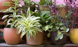 Cây cối cũng có ngôn ngữ riêng của mình để cảnh báo cho đồng loại.