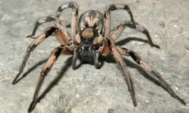 Ảnh minh hoạ: Internet